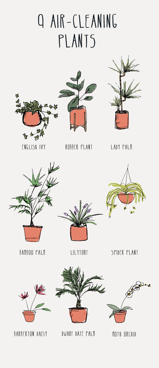 dracaena sol Dracaena 'Sol'