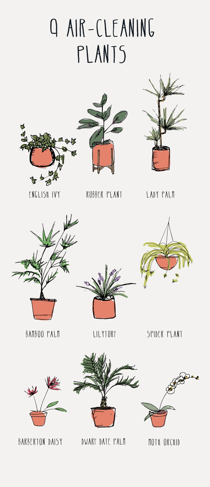 9 Best Air-Cleaning Plants