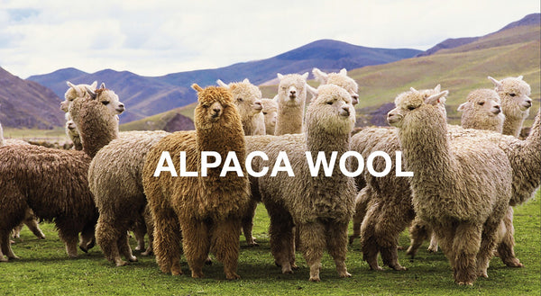Sustainable Fiber - Alpaca wool